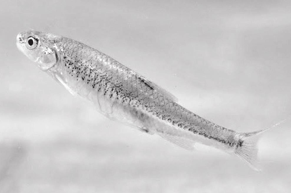 Species Spotlight: Arkansas River Shiner - News