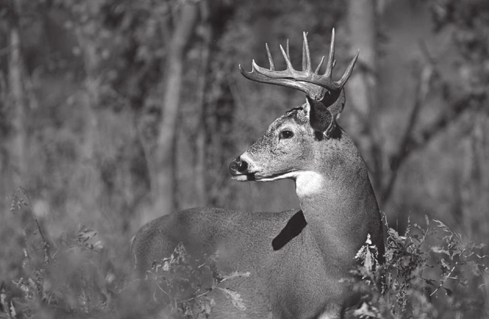 Apply for Controlled Hunts, Get Outdoor Oklahoma Adventures Tickets Now