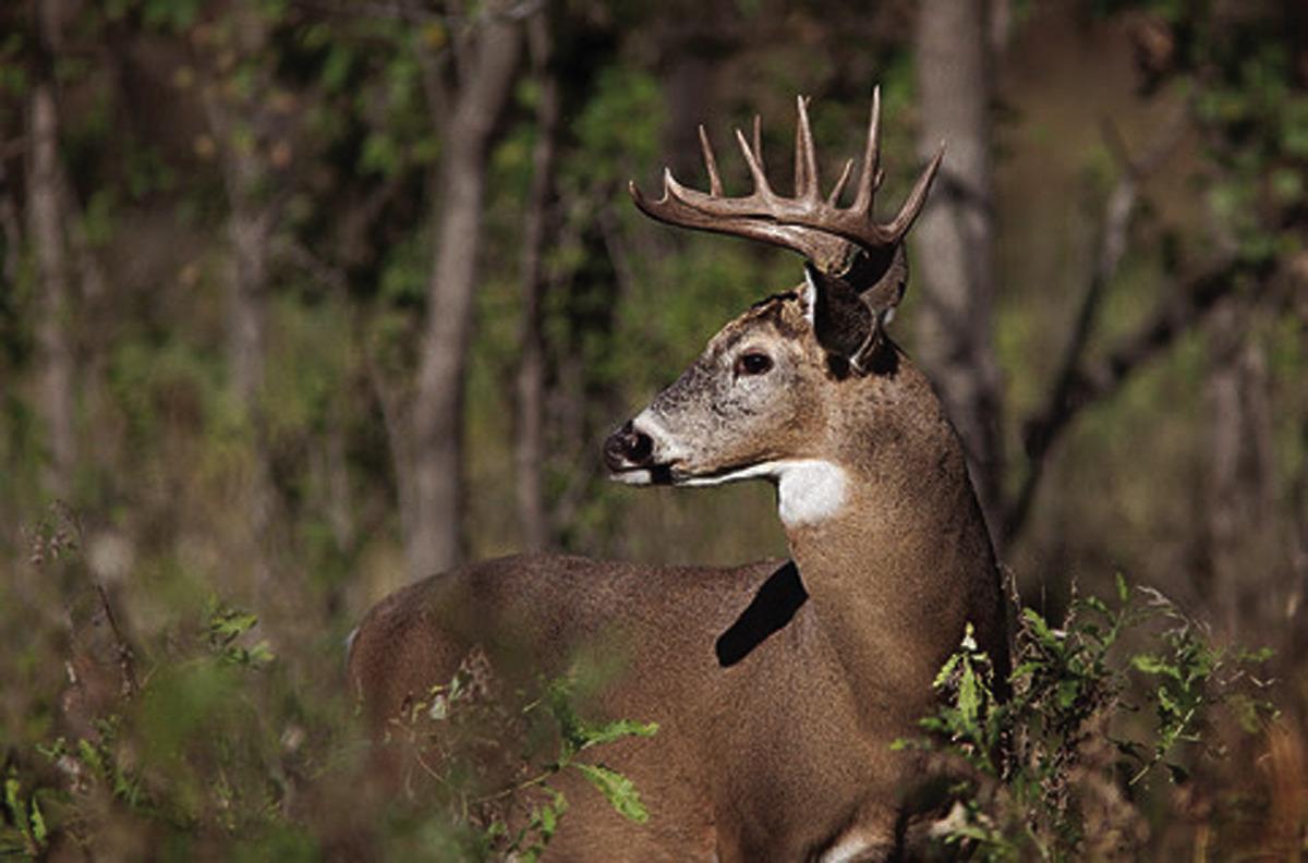 Apply now for controlled hunts; important changes to know