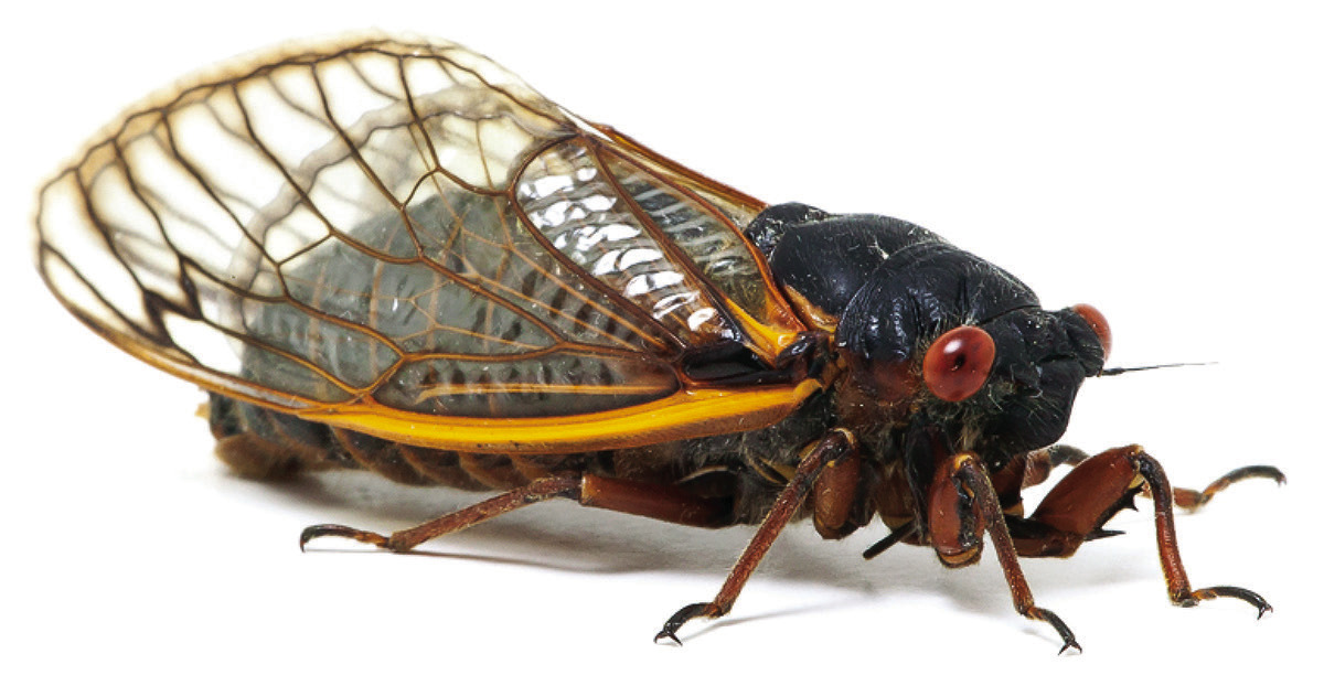 We may become sick of cicada serenade - Eufala Indian Journal